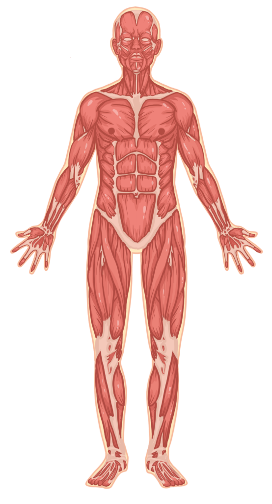 Anatomi, fysiologi og biokjemi